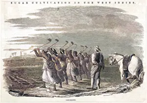 Hoeing: Cane holeing, Jamaica 1849