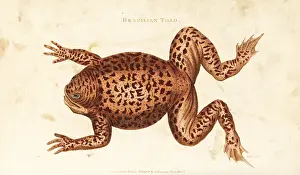 Rana: Cane toad or marine toad, Rhinella marina