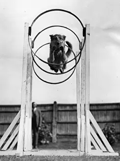 Athlet: Canine athlet