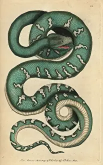 Canina: Canine boa, dog-headed snake or emerald tree
