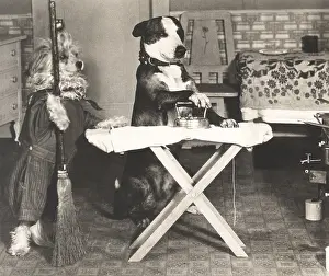Imitating: Canine chores