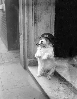 Commissionaire: CANINE COMMISSIONAIRE