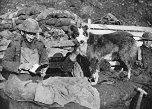 Courier: A canine courier of the great war