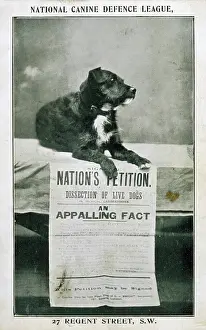 Vivisection: CANINE DEFENCE LEAGUE