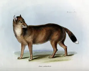 Antarcticus: Canis antarcticus