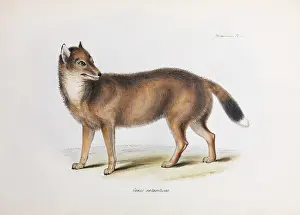 Wolves: Canis Antarcticus