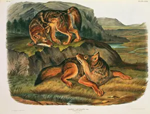 Wolves: Canis latrans, coyote