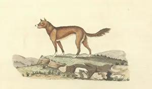 1743 1820: Canis lupus dingo, dingo