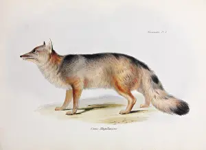 Darwin200: Canis Magellanicus