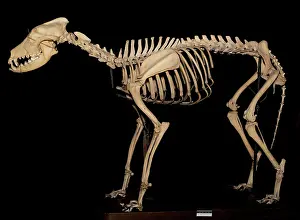 Epitheria: Canis sp. Eskimo Dog called Arctic King