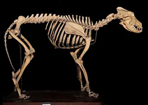 Epitheria: Canis sp. Eskimo Dog called Arctic King