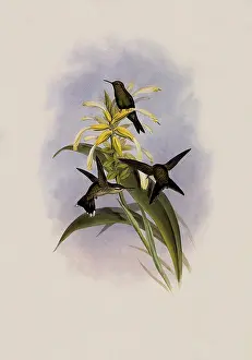 Emerald: Canivet's Emerald, Chlorostilbon Caniveti