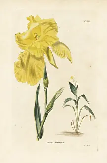 Canna: Canna flaccida