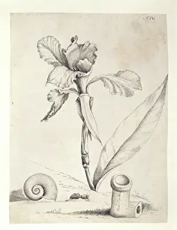 Bartram: Canna flaccida, swamp canna