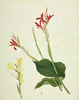 Indica: Canna indica, Indian shot