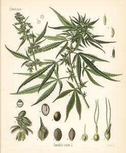 Narcotic: Cannabis, Cannabis sativa