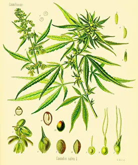 Sativa: Cannabis sativa, 19th Century Illustration