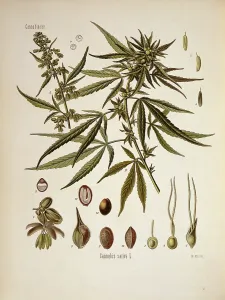 Hemp: Cannabis sativa, cannabis