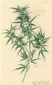 Rosales: Cannabis sativa, hemp