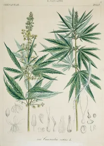 Terrarium: Cannabis sativa, marijuana