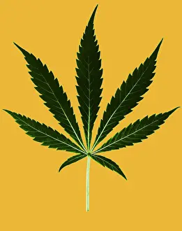 Illicit: Cannabis sativa, Marijuana Leaf