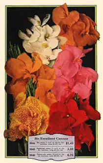 Packets: Cannas