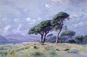 Haseltine: Cannes