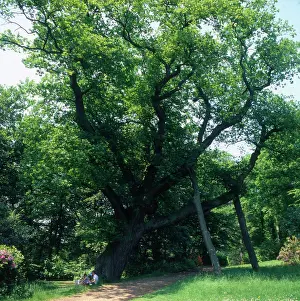 Greeley: Cannings Oak, Cliveden, Bucks