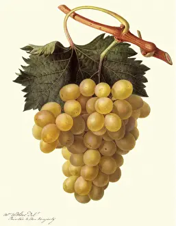 Muscat: Cannon Hall Muscat Grape