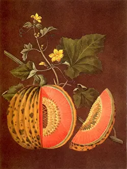 Flowery: Cantaloupe, Cucumis melo