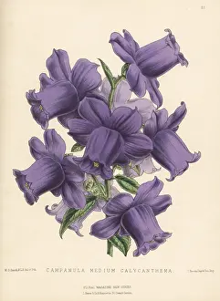 L. Reeve: Canterbury bells, Campanula medium