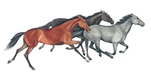 Dappled: Three Cantering Horses