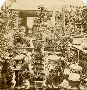 Classic Photographics Collection: Canton. Group of Chinese Plants