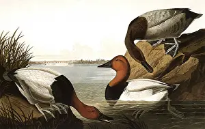 Paddles: Canvas-Backed Ducks