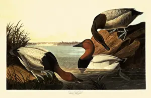 Aythya: Canvasback, Aythya vallismeria