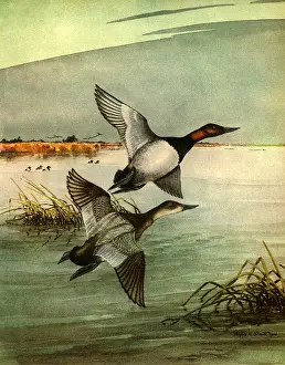 Clumps: Canvasback Ducks
