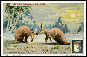 Detect: CAPE AARDVARK