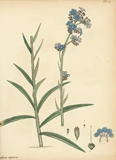 George Hibbert: Cape alkanet, Anchusa capensis