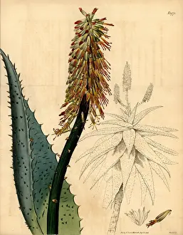 Weddell: Cape aloe, Aloe ferox