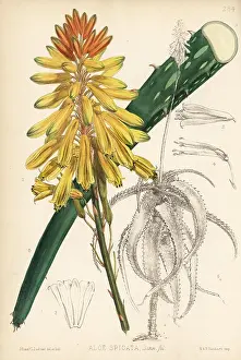Spicata: Cape aloe, Aloe spicata