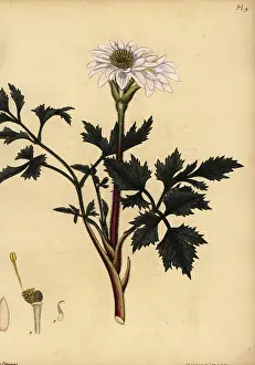 Volume 1: Cape anemone, Anemone tenuifolia
