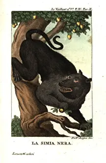 Vaillant: Cape baboon or chacma baboon, Papio ursinus