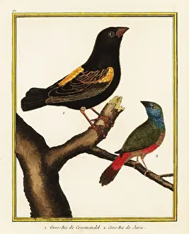Oiseaux: Cape bishop and pin-tailed parrotfinch