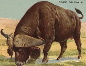 Prairie: Cape Buffalo Grazing