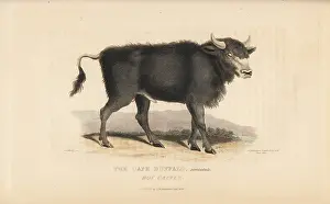 Ruminantia: Cape buffalo, Syncerus caffer caffer