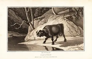 Zoography: Cape buffalo, Syncerus caffer caffer, male, standing
