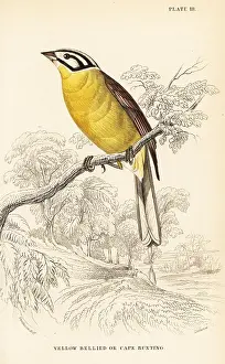 Plantain: Cape bunting, Emberiza capensis