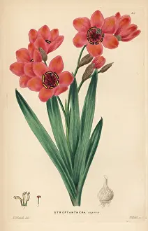 Sparaxis: Cape buttercup, Sparaxis elegans