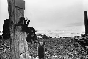 1742: Cape Chelyuskin, 1989