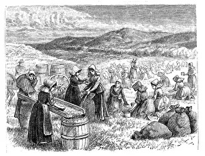 Monthly: Cape Cod women picking and sorting Cranberries
